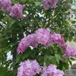 夏に向けて…