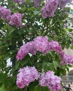 夏に向けて…